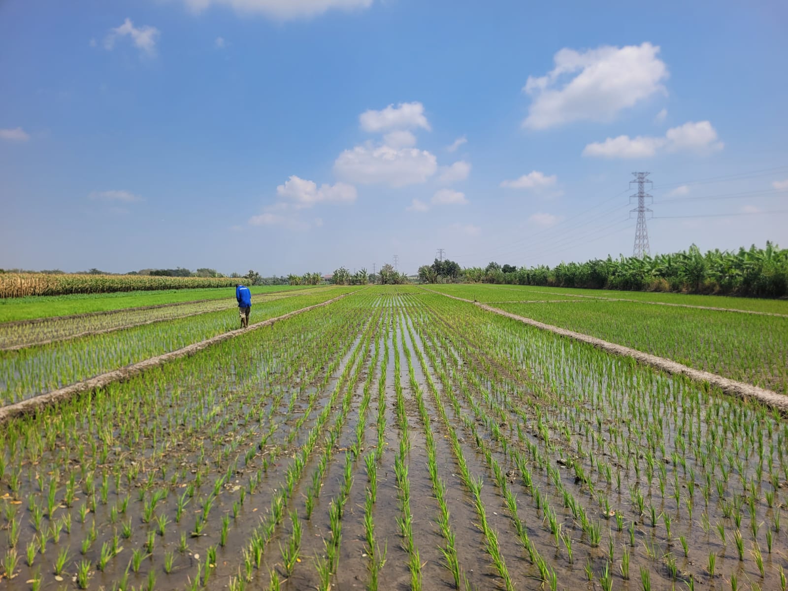 AGUNAN LELANG TANAH SAWAH LUAS & STRATEGIS
