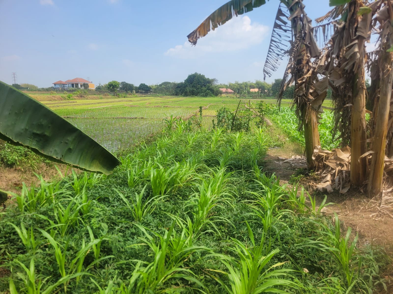 AGUNAN LELANG TANAH SAWAH