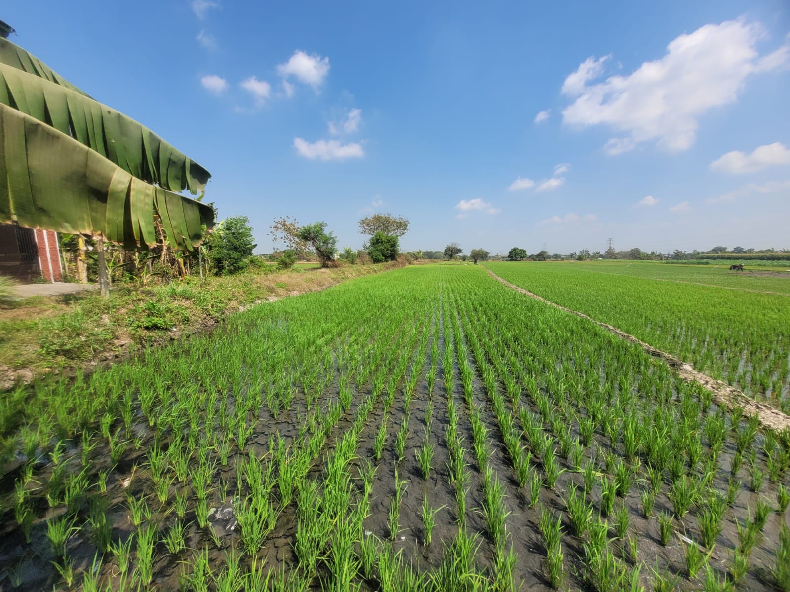 AGUNAN LELANG TANAH SAWAH LUAS & STRATEGIS